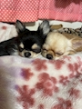 chiko