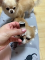 chiko