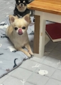 chiko