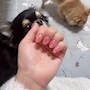 chiko