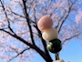 新着ブログ 桜🌸の季節(,,> <,,)♡