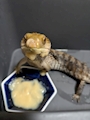chiko