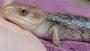 ✡️🦎 ゆきみ 🍓 だいふく 🐍✡️ 清瀬 熟女パブ・ALWAYS