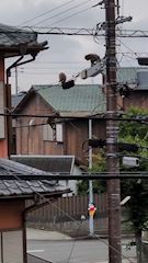 まこ
