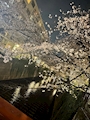 新着ブログ 桜が開花しましたね🌸