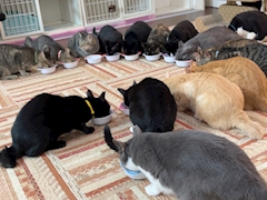 なぎ「🐱」
