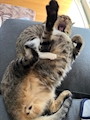 新着ブログ 🐯おつかれニャンコ🐯
