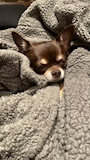 chiko