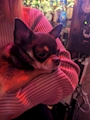 chiko