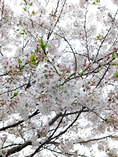 すみれ「桜🌸」