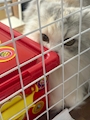 chiko