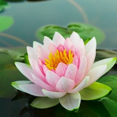 プロフィール写真2・さき｜Club 翠蓮・スイレン - ミナミのラウンジ/クラブ