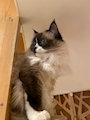 chiko