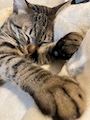 chiko