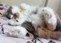 chiko
