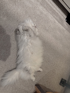 まい🍬「猫さま❤️」