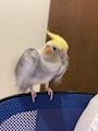 chiko