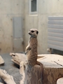 はのん