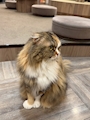 chiko