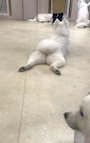 chiko