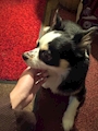 chiko