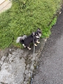 chiko