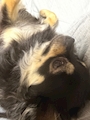 chiko