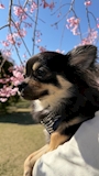 chiko