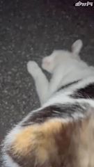 chiko