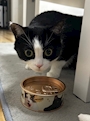 chiko