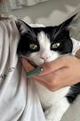 chiko