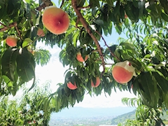 プロフィール写真21・ありな｜CLUB ROMAN・ロマン - 上野の熟女パブ/熟女キャバクラ