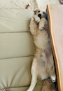 chiko