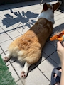 chiko