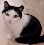 chiko