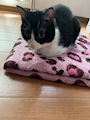 chiko