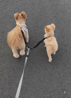 みう「リード」