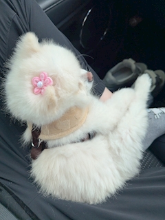 あいり