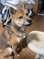 chiko