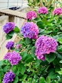 💐✨れい✨💐美熟女エース 美熟女A 神田駅西口駅前店・エース - 神田駅西口の熟女パブ/熟女キャバクラ