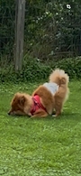 chiko
