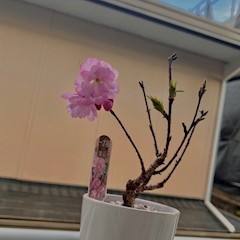 まいか「#0327」