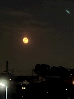 まいか「🌙*ﾟ」