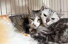 🎀🐈 雨音　なな 🐈🎀