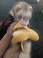 chiko