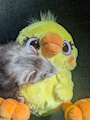 chiko