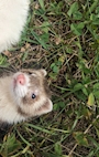 chiko