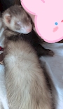 chiko