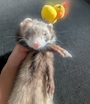 chiko
