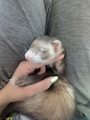 chiko